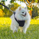 Coleira Guia E Peitoral Para Cães E Gatos Modelo Colete Pet - Viu Pet