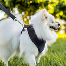 Coleira Guia E Peitoral Para Cães E Gatos Modelo Colete Pet - Viu Pet