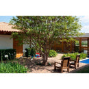 Bebedouro Para Pássaros Beija-flor Grande 750 Ml - Viu Pet