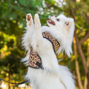 Coleira Guia E Peitoral Para Cães E Gatos Modelo Colete Pet - Viu Pet