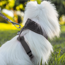 Coleira Guia E Peitoral Para Cães E Gatos Modelo Colete Pet - Viu Pet