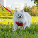 Coleira Guia E Peitoral Para Cães E Gatos Modelo Colete Pet - Viu Pet