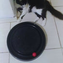 Arranhador Redondo Com Carpete e Bolinha Interativa - Viu Pet