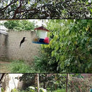 Bebedouro Para Beija Flor Gigante - 750 ml - Viu Pet