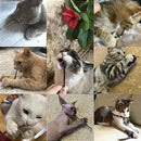 5 Varetinhas De Matatabi - Viu Pet