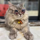 Óculos Para Pets Pequenos - Viu Pet